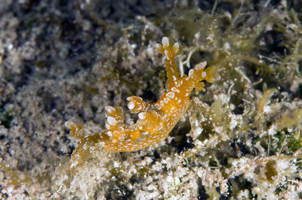 Bornella calcarata